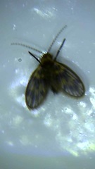 Psychodidae