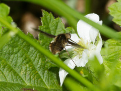Bombylius albicapillus