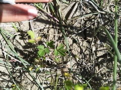 Potentilla rivalis