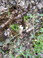 Dianthus marschallii