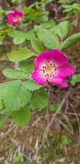 Rosa pendulina