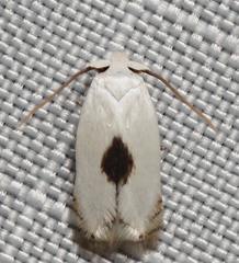 Pseudopostega quadristrigella