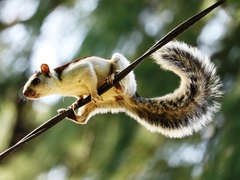 Sciurus variegatoides dorsalis