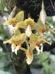 Stanhopea