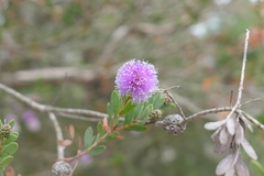 Melaleuca nesophila