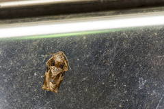 Homona issikii