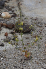 Streptanthus diversifolius