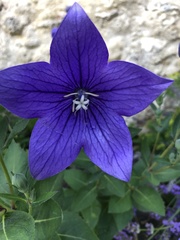 Platycodon