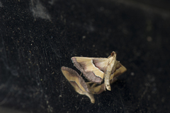 Endotricha luteogrisalis