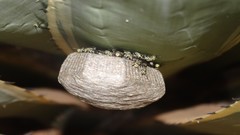 Protopolybia exigua
