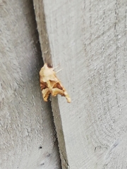 Phlogophora meticulosa