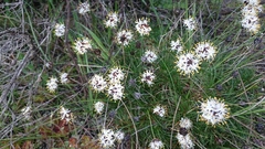 Borya sphaerocephala