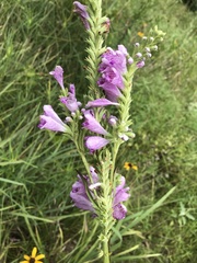 Physostegia pulchella