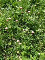 Trifolium hybridum