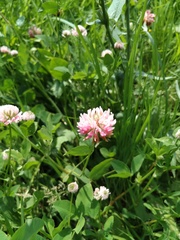 Trifolium hybridum