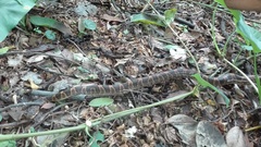 Leptodeira rhombifera