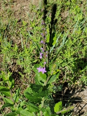 Verbena stricta