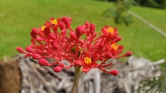 Jatropha multifida