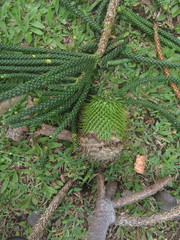 Araucariaceae