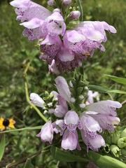 Physostegia pulchella