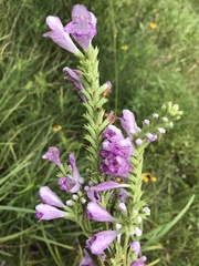 Physostegia pulchella