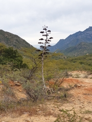 Agave aurea