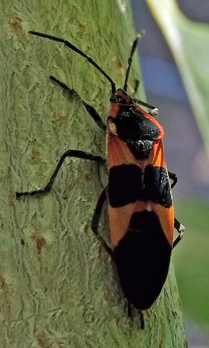 Large Milkweed Bug photographed in Nevada