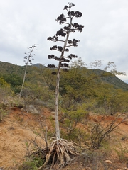 Agave aurea