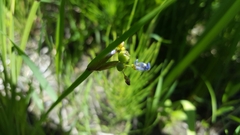 Sisyrinchium