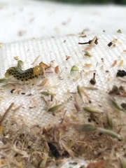 Evergestis rimosalis