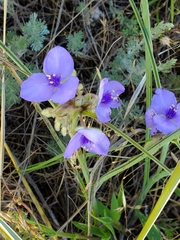 Tradescantia bracteata