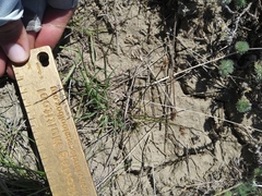 Schedonnardus paniculatus