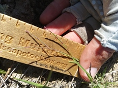 Schedonnardus paniculatus