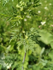 Conium maculatum
