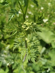 Conium maculatum