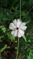 Microbotryum lychnidis-dioicae