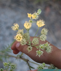 Hymenopappus artemisiifolius