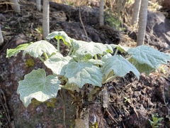 Pittocaulon filare