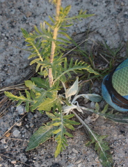 Hymenopappus artemisiifolius