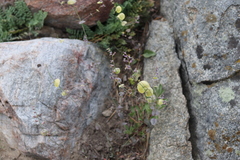 Streptanthus diversifolius