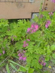 Dicentra formosa formosa
