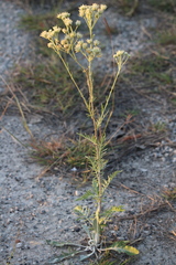 Hymenopappus artemisiifolius