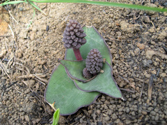 Ledebouria ovatifolia