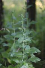 Lactuca quercina