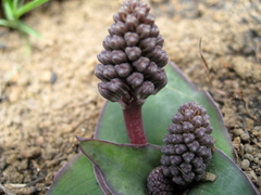 Ledebouria ovatifolia