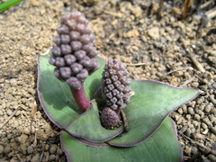 Ledebouria ovatifolia