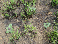 Ledebouria ovatifolia