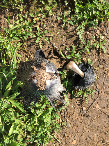 Star-capped Coprinus