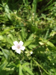 Geranium sibiricum
