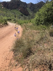 Penstemon comarrhenus